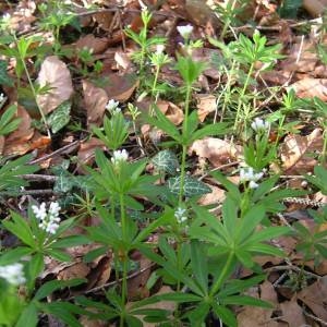 Photographie n°2135705 du taxon Galium odoratum (L.) Scop. [1771]