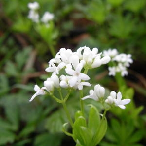 Photographie n°2135708 du taxon Galium odoratum (L.) Scop. [1771]