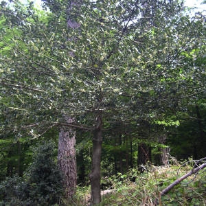 Photographie n°2135722 du taxon Ilex aquifolium L. [1753]