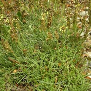 Photographie n°2135727 du taxon Plantago holosteum Scop. [1771]