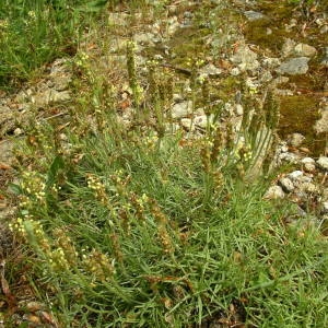 Photographie n°2135728 du taxon Plantago holosteum Scop. [1771]