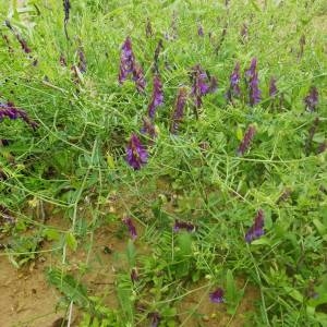 Photographie n°2135751 du taxon Vicia eriocarpa (Hausskn.) Halácsy