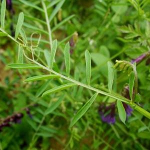 Photographie n°2135754 du taxon Vicia eriocarpa (Hausskn.) Halácsy