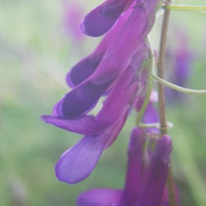 Photographie n°2135756 du taxon Vicia eriocarpa (Hausskn.) Halácsy