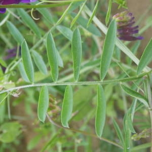 Photographie n°2135757 du taxon Vicia eriocarpa (Hausskn.) Halácsy