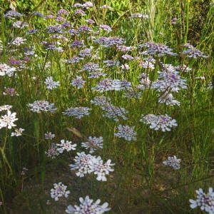 Photographie n°2135763 du taxon Iberis pinnata L. [1755]