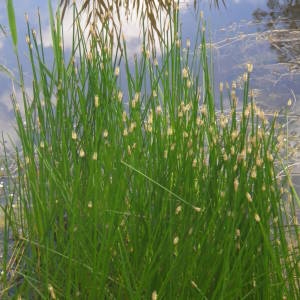 Photographie n°2135767 du taxon Eleocharis palustris (L.) Roem. & Schult. [1817]