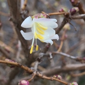 Photographie n°2135771 du taxon Lonicera fragrantissima Lindl. & Paxton [1853]