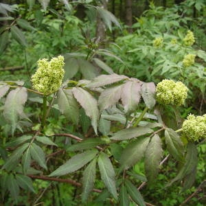 Photographie n°2135774 du taxon Sambucus racemosa L. [1753]