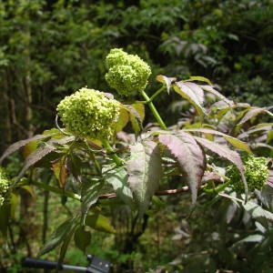 Photographie n°2135775 du taxon Sambucus racemosa L. [1753]