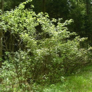 Photographie n°2135777 du taxon Sambucus racemosa L. [1753]