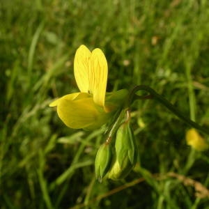 Photographie n°2135778 du taxon Lathyrus annuus L. [1753]