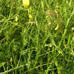 Photographie n°2135779 du taxon Lathyrus annuus L. [1753]