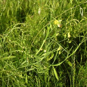 Photographie n°2135780 du taxon Lathyrus annuus L. [1753]