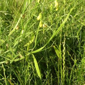 Photographie n°2135781 du taxon Lathyrus annuus L. [1753]