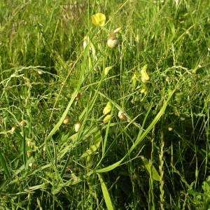 Photographie n°2135782 du taxon Lathyrus annuus L. [1753]