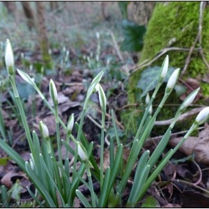 Photographie n°2135800 du taxon Galanthus nivalis L. [1753]