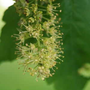 Photographie n°2135822 du taxon Acer pseudoplatanus L. [1753]