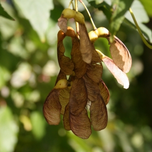 Photographie n°2135824 du taxon Acer pseudoplatanus L. [1753]