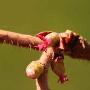 Photographie n°2135826 du taxon Corylus avellana L. [1753]