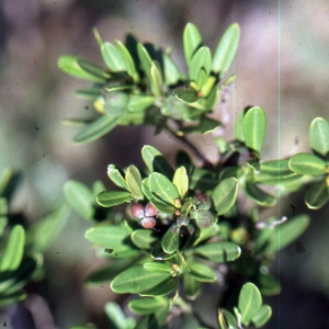 Photographie n°2135842 du taxon Cneorum tricoccon L. [1753]