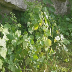 Photographie n°2135881 du taxon Urtica pilulifera L. [1753]