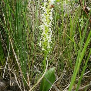 Photographie n°2135883 du taxon Platanthera bifolia (L.) Rich. [1817]