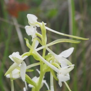 Photographie n°2135885 du taxon Platanthera bifolia (L.) Rich. [1817]