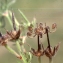  Liliane Roubaudi - Geranium dissectum L. [1755]