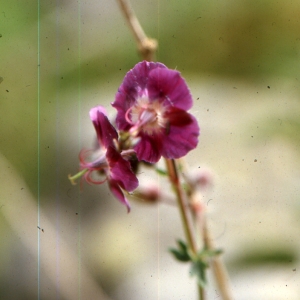 Photographie n°2135906 du taxon Geranium phaeum L. [1753]