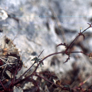 Photographie n°2135913 du taxon Geranium robertianum L. [1753]