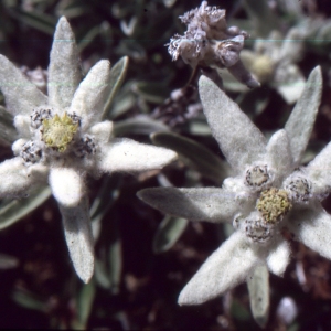 Photographie n°2135917 du taxon Leontopodium nivale subsp. alpinum (Cass.) Greuter [2003]