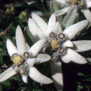 Photographie n°2135918 du taxon Leontopodium nivale subsp. alpinum (Cass.) Greuter [2003]