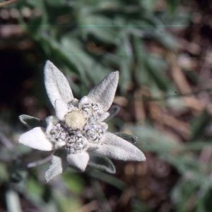 Photographie n°2135919 du taxon Leontopodium nivale subsp. alpinum (Cass.) Greuter [2003]