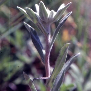 Photographie n°2135921 du taxon Leontopodium nivale subsp. alpinum (Cass.) Greuter [2003]
