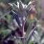  Liliane Roubaudi - Leontopodium nivale subsp. alpinum (Cass.) Greuter [2003]