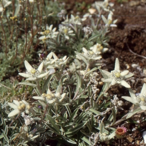 Photographie n°2135922 du taxon Leontopodium nivale subsp. alpinum (Cass.) Greuter [2003]