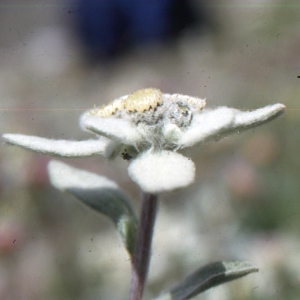 Photographie n°2135923 du taxon Leontopodium nivale subsp. alpinum (Cass.) Greuter [2003]