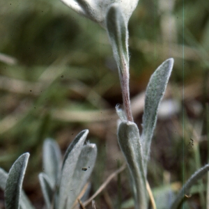 Photographie n°2135924 du taxon Leontopodium nivale subsp. alpinum (Cass.) Greuter [2003]