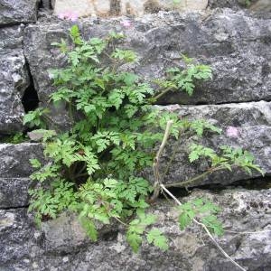 Photographie n°2135926 du taxon Geranium robertianum L. [1753]