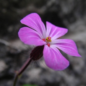 Photographie n°2135927 du taxon Geranium robertianum L. [1753]