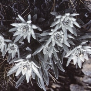 Photographie n°2135928 du taxon Leontopodium nivale subsp. alpinum (Cass.) Greuter [2003]