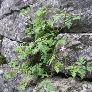 Photographie n°2135930 du taxon Geranium robertianum L. [1753]