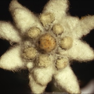 Photographie n°2135931 du taxon Leontopodium nivale subsp. alpinum (Cass.) Greuter [2003]
