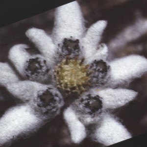  - Leontopodium nivale subsp. alpinum (Cass.) Greuter [2003]