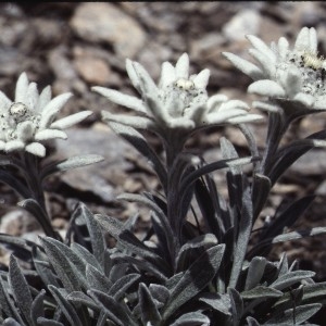  - Leontopodium nivale subsp. alpinum (Cass.) Greuter [2003]