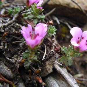 Photographie n°2135935 du taxon Saxifraga oppositifolia L. [1753]