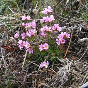 Photographie n°2135938 du taxon Androsace halleri L.