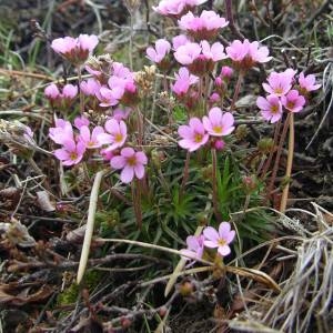 Photographie n°2135939 du taxon Androsace halleri L.