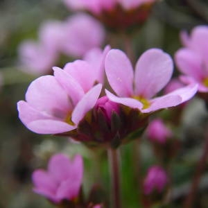 Photographie n°2135941 du taxon Androsace halleri L.